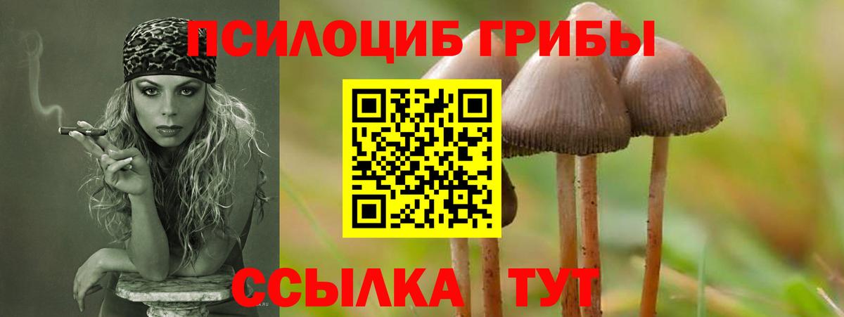 Псилоцибиновые грибы Cubensis Серов